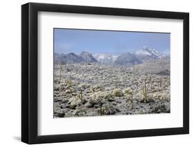 Sonoran Desert in Winter-James Randklev-Framed Photographic Print