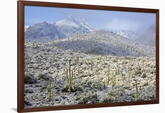 Sonoran Desert in Winter-James Randklev-Framed Photographic Print