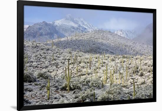 Sonoran Desert in Winter-James Randklev-Framed Photographic Print