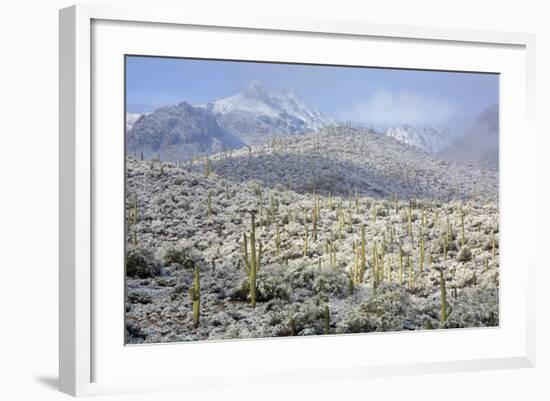 Sonoran Desert in Winter-James Randklev-Framed Photographic Print