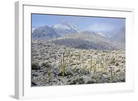 Sonoran Desert in Winter-James Randklev-Framed Photographic Print