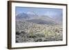 Sonoran Desert in Winter-James Randklev-Framed Photographic Print