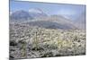 Sonoran Desert in Winter-James Randklev-Mounted Photographic Print
