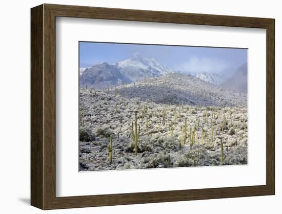 Sonoran Desert in Winter-James Randklev-Framed Photographic Print