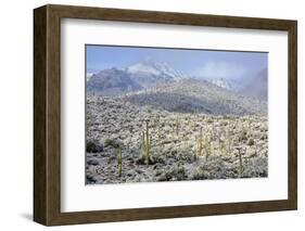 Sonoran Desert in Winter-James Randklev-Framed Photographic Print