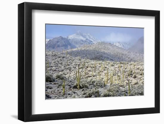 Sonoran Desert in Winter-James Randklev-Framed Photographic Print