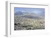 Sonoran Desert in Winter-James Randklev-Framed Photographic Print