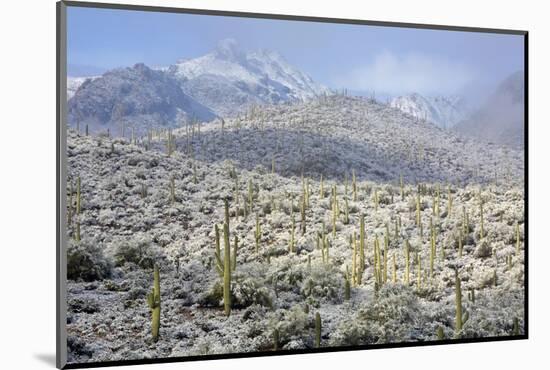 Sonoran Desert in Winter-James Randklev-Mounted Photographic Print