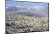 Sonoran Desert in Winter-James Randklev-Mounted Photographic Print