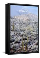 Sonoran Desert in Winter-James Randklev-Framed Stretched Canvas