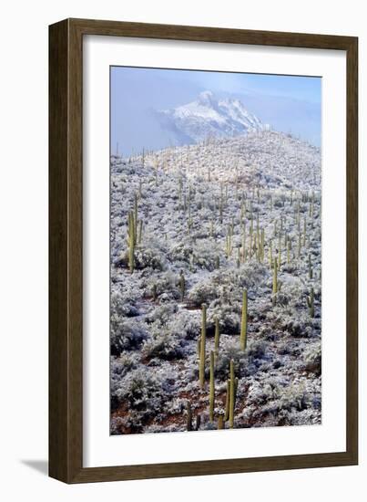 Sonoran Desert in Winter-James Randklev-Framed Photographic Print