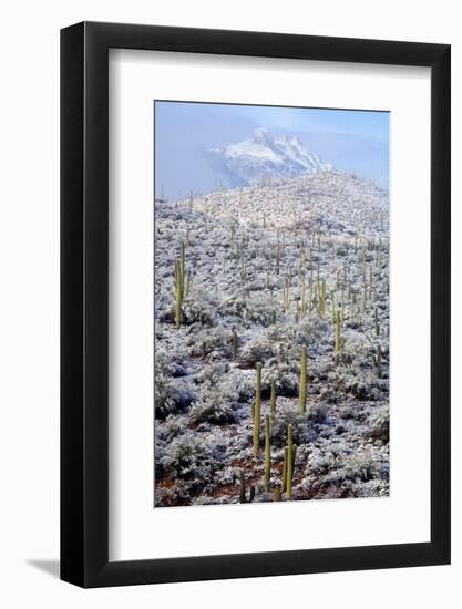 Sonoran Desert in Winter-James Randklev-Framed Photographic Print