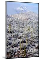 Sonoran Desert in Winter-James Randklev-Mounted Photographic Print