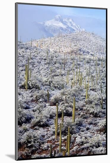 Sonoran Desert in Winter-James Randklev-Mounted Photographic Print