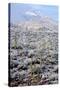 Sonoran Desert in Winter-James Randklev-Stretched Canvas