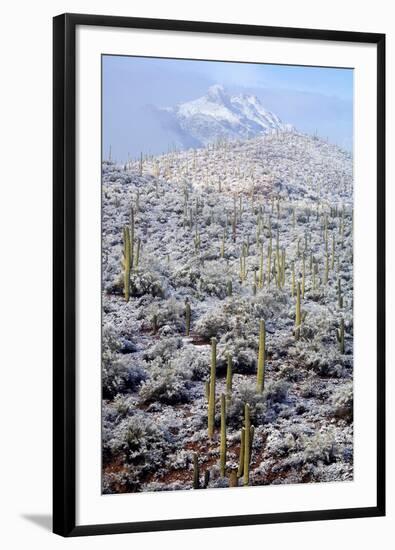 Sonoran Desert in Winter-James Randklev-Framed Photographic Print