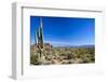 Sonoran Desert Landscape in Scottsdale Arizona-Tom Roche-Framed Photographic Print