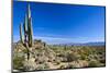 Sonoran Desert Landscape in Scottsdale Arizona-Tom Roche-Mounted Photographic Print