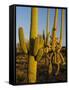 Sonoran Desert of the Saguaro National Park-Terry Eggers-Framed Stretched Canvas