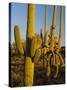 Sonoran Desert of the Saguaro National Park-Terry Eggers-Stretched Canvas