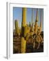 Sonoran Desert of the Saguaro National Park-Terry Eggers-Framed Photographic Print