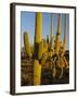 Sonoran Desert of the Saguaro National Park-Terry Eggers-Framed Photographic Print
