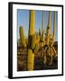 Sonoran Desert of the Saguaro National Park-Terry Eggers-Framed Photographic Print