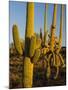 Sonoran Desert of the Saguaro National Park-Terry Eggers-Mounted Photographic Print