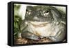 Sonoran Desert Toad Close-Up-null-Framed Stretched Canvas
