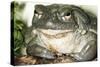 Sonoran Desert Toad Close-Up-null-Stretched Canvas