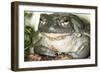 Sonoran Desert Toad Close-Up-null-Framed Photographic Print