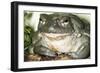 Sonoran Desert Toad Close-Up-null-Framed Photographic Print