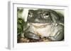 Sonoran Desert Toad Close-Up-null-Framed Photographic Print