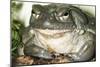 Sonoran Desert Toad Close-Up-null-Mounted Photographic Print