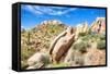 Sonoran Desert-Anton Foltin-Framed Stretched Canvas