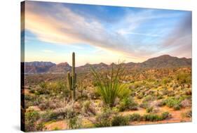 Sonoran Desert-Anton Foltin-Stretched Canvas