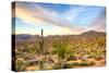 Sonoran Desert-Anton Foltin-Stretched Canvas