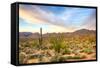 Sonoran Desert-Anton Foltin-Framed Stretched Canvas