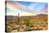 Sonoran Desert-Anton Foltin-Stretched Canvas