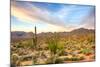 Sonoran Desert-Anton Foltin-Mounted Photographic Print