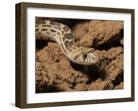 Sonoran gopher snake, bullsnake, blow snake, Pituophis catenefir affinis, New Mexico, wild-Maresa Pryor-Framed Photographic Print