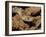 Sonoran gopher snake, bullsnake, blow snake, Pituophis catenefir affinis, New Mexico, wild-Maresa Pryor-Framed Photographic Print