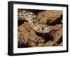 Sonoran gopher snake, bullsnake, blow snake, Pituophis catenefir affinis, New Mexico, wild-Maresa Pryor-Framed Photographic Print