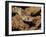 Sonoran gopher snake, bullsnake, blow snake, Pituophis catenefir affinis, New Mexico, wild-Maresa Pryor-Framed Photographic Print