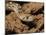 Sonoran gopher snake, bullsnake, blow snake, Pituophis catenefir affinis, New Mexico, wild-Maresa Pryor-Mounted Photographic Print