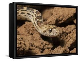 Sonoran gopher snake, bullsnake, blow snake, Pituophis catenefir affinis, New Mexico, wild-Maresa Pryor-Framed Stretched Canvas