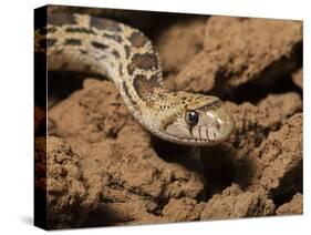 Sonoran gopher snake, bullsnake, blow snake, Pituophis catenefir affinis, New Mexico, wild-Maresa Pryor-Stretched Canvas