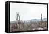 Sonoran Wonderland-Nathan Larson-Framed Stretched Canvas