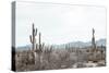 Sonoran Wonderland-Nathan Larson-Stretched Canvas