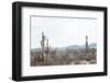 Sonoran Wonderland-Nathan Larson-Framed Photographic Print